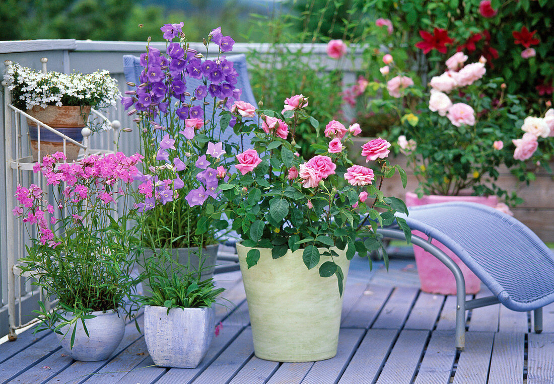 Rosa 'Gertrude Jekyll' (English fragrant rose, Campanula)