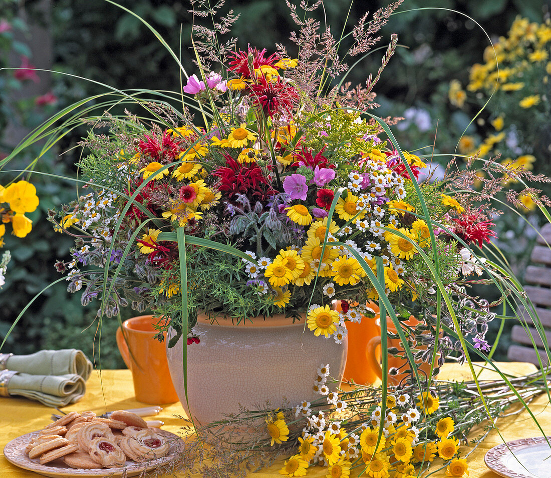 Anthemis (Färberkamille), Monarda (Indianernessel)