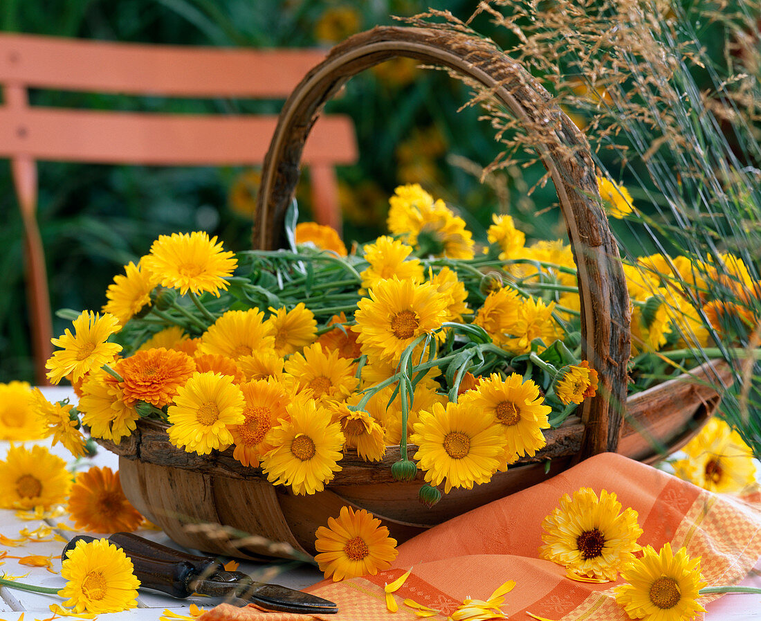 Basket with freshly cut plants