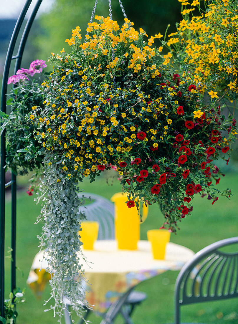 Planting a hanging basket (5/5) Sanvitalia (Hussar's button)