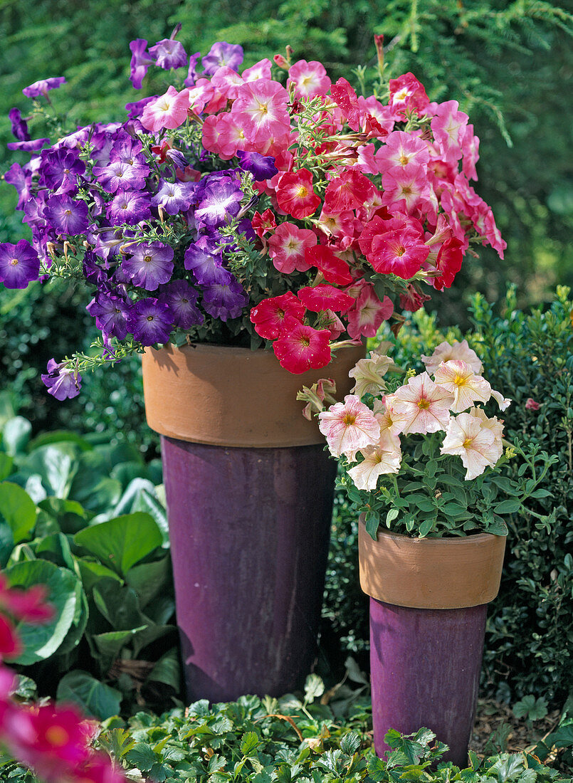 Petunia 'Merlin Blue Morn' - Angels Choir' - Flambe Salmon'