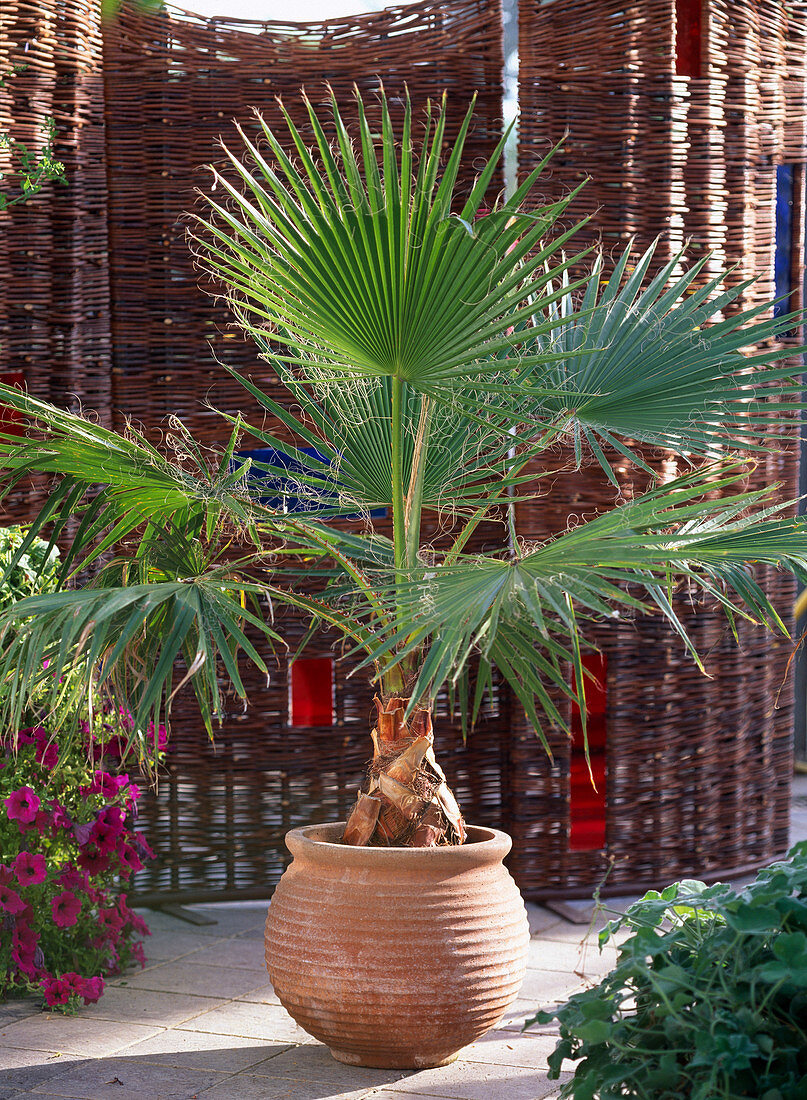 Washingtonia / Washingtonpalme