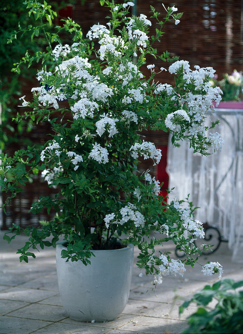Plumbago auriculata 'Alba' (white plumbago)