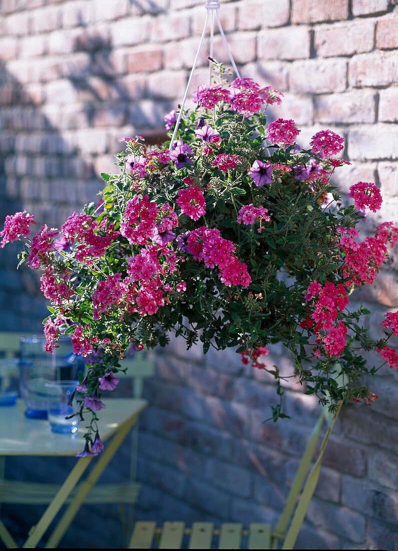 Verbena 'Lassio Light Pink' (verbena)