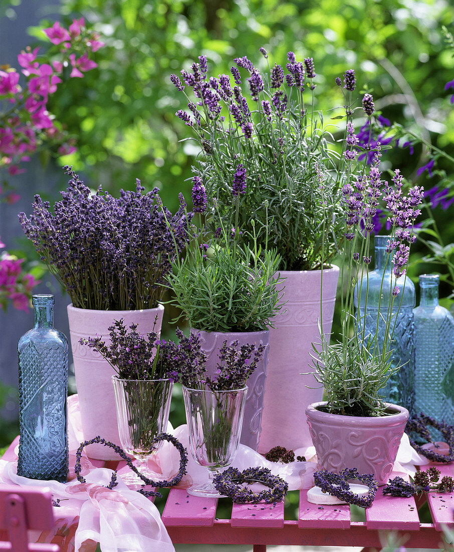 Lavandula 'Hidcote Blue' - Dwarf Blue ' and ' Munsted' lavender in pink pots