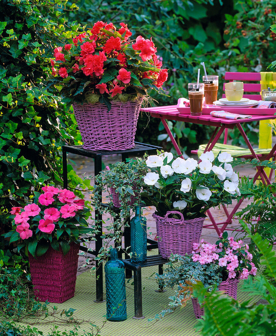 Begonia 'Panorama' (pink begonia)