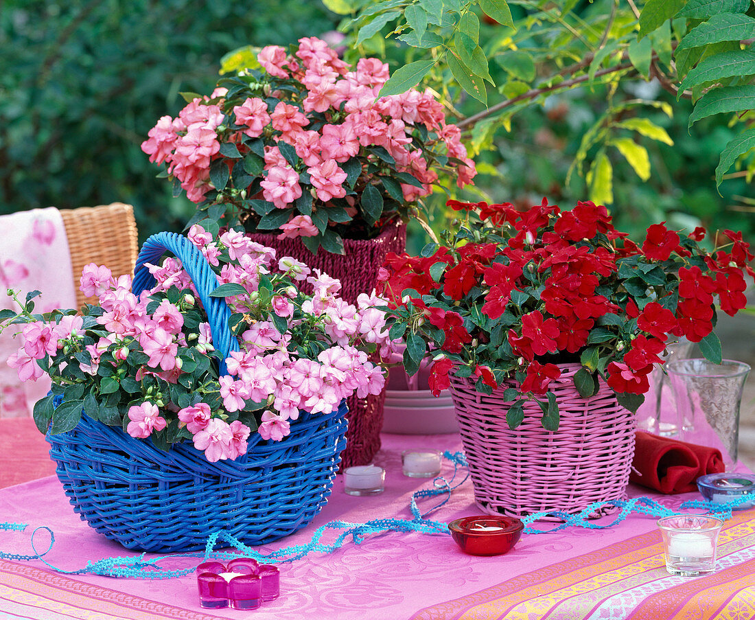 Impatiens walleriana 'Expo Cranberry', 'Fancyful Coral'