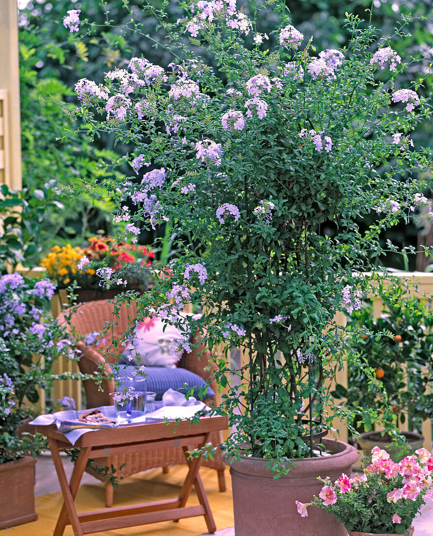 Plumbago auriculata (leadwort)