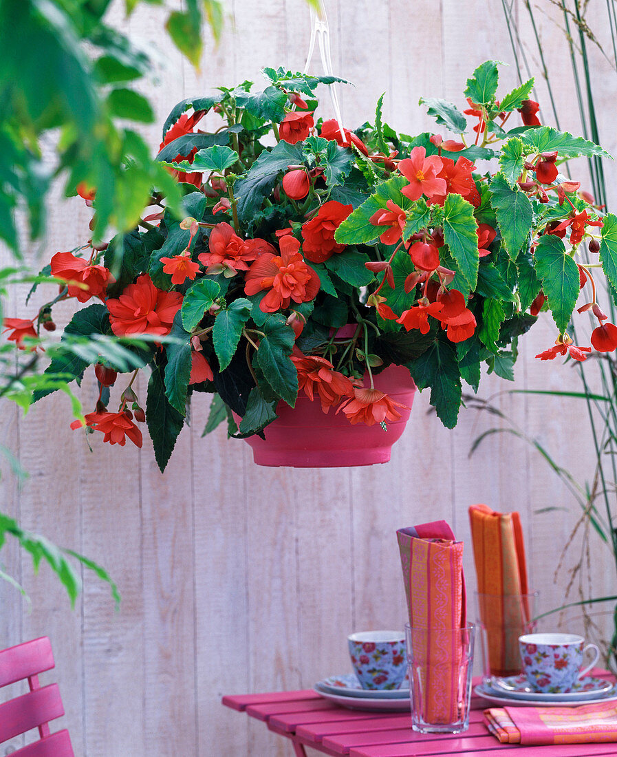 Begonia 'Illumination' (garland begonia) pink