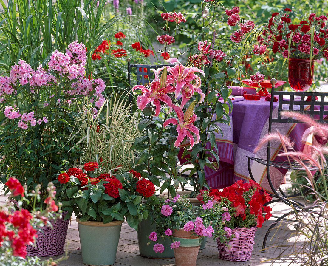 Lilium (Lily), Phlox 'Country Wedding' (Phlox)