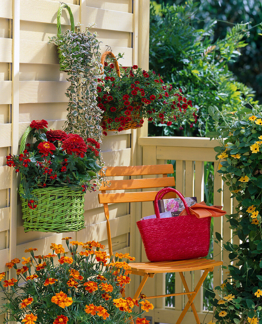 Calibrachoa 'Deep Red'