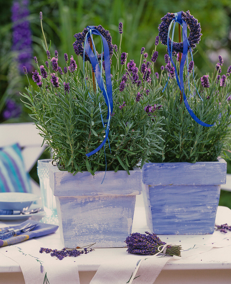 Lavandula 'Hidcote Blue' / Lavendel, Lavandelkränzchen am Stab