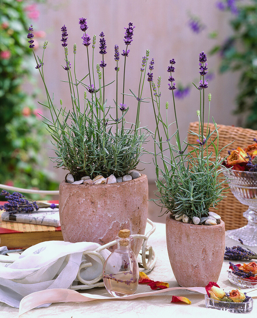 Lavandula 'Munstead' (Lavender) in rustic pots with pebbles