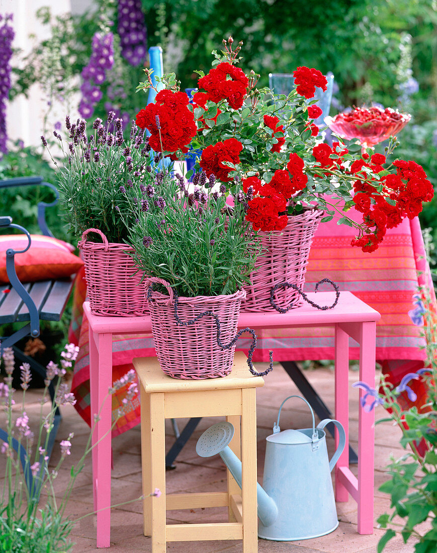 Pink 'Medley Red', Lavandula 'Hidcote Blue'