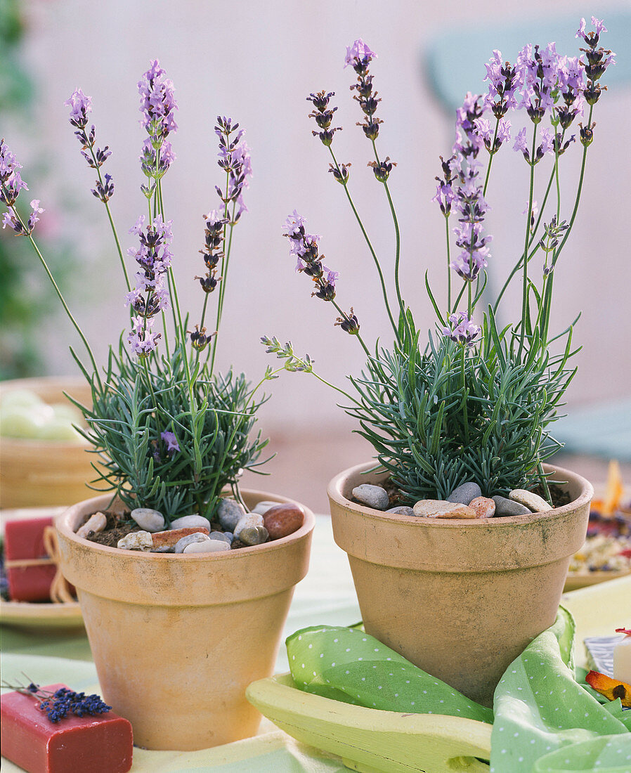 Lavandula 'Munstead' (lavender in light clay pots, soap)