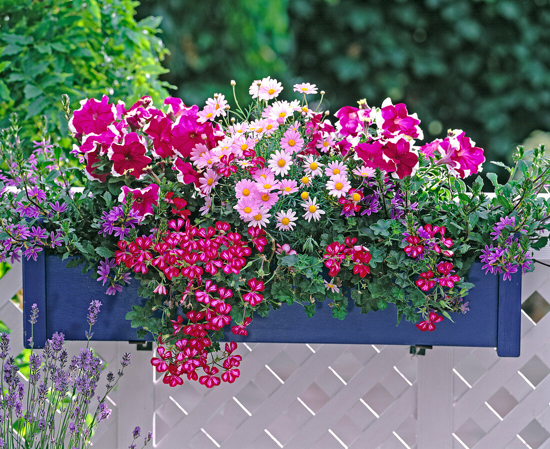 Argyranthemum 'Daisy Crazy Pink' (Marguerite), Petunia