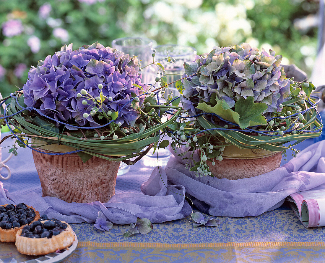 Hydrangea / Hortensie, Spartina / Goldleistengras, Clematis