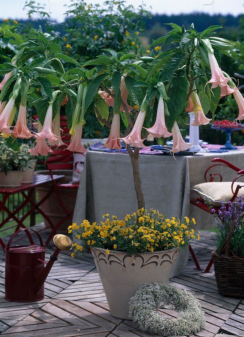 Datura (Brugmansia) 'Pink Favourite' / Engelstrompete, Nemesia