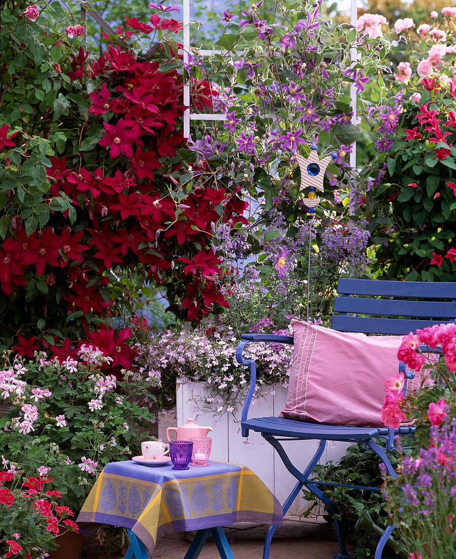 Clematis 'Rüutel', 'Juuli', 'Princess of Wales' / Waldreben, Lobelia