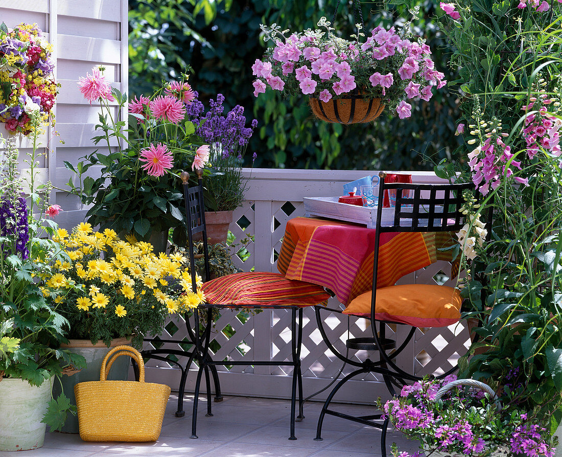 Argyranthemum 'Beautiful of Nice' (daisy), Dahlia (cactus dahlia)