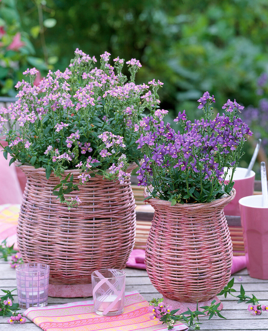 Nemesia 'Lavender' and 'Blue' (Fairy mirror) in pink baskets
