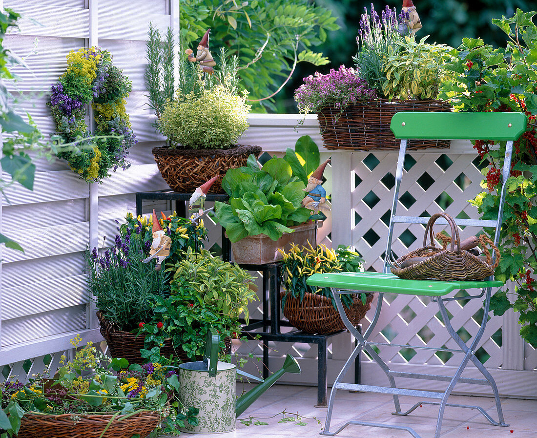 Lavandula (Lavender), Salvia 'Icterina' (Golden Sage), Capsicum (Ornamental Pepper)