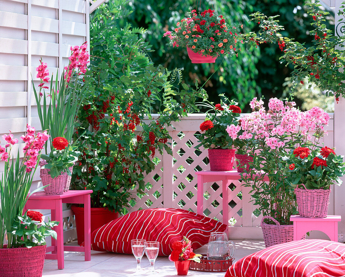 Red-pink balcony with currants