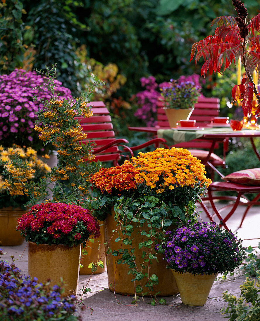 Aster 'Sapphire' (autumn aster), Chrysanthemum 'Luron', 'Tipo', 'Rhodes' / Chrys