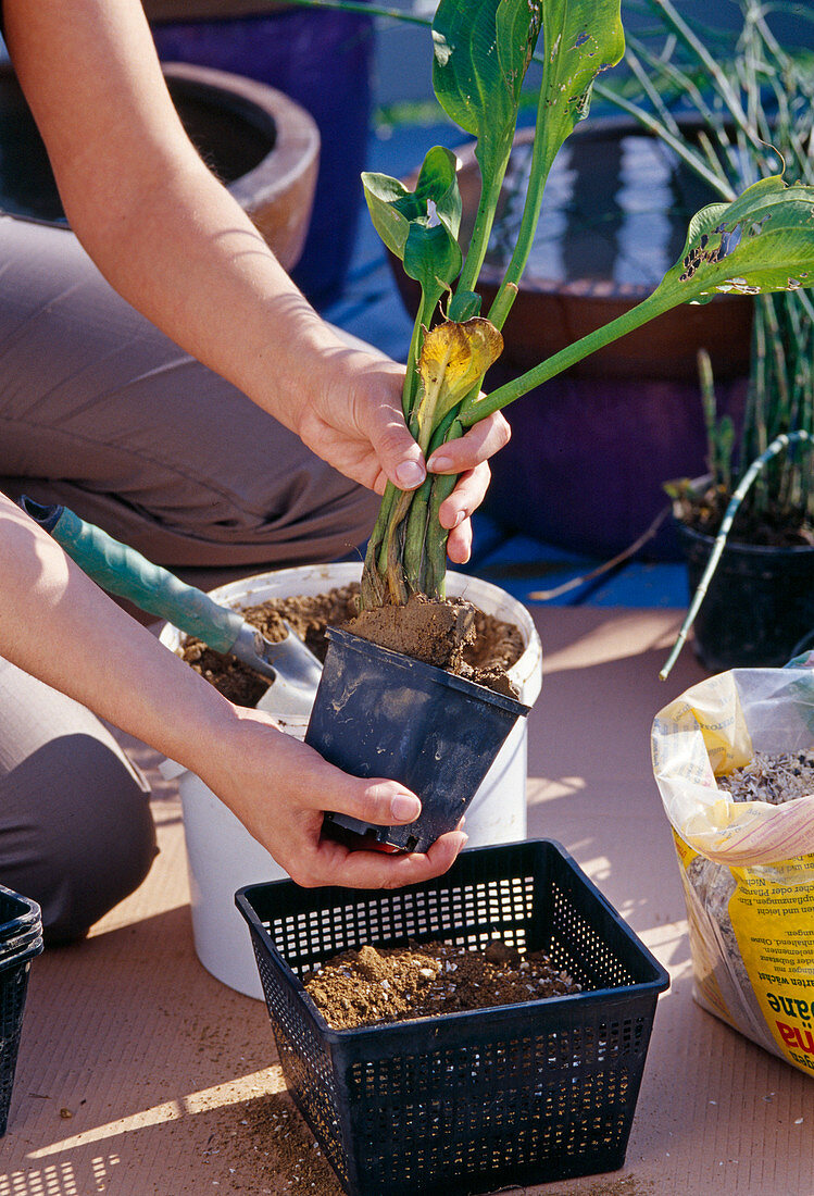 Create a water-plant balcony