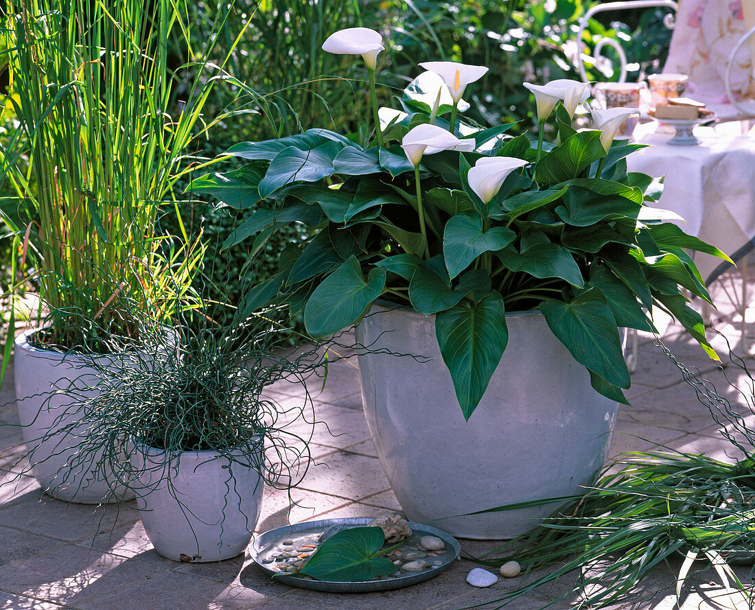 Zantedeschia 'Nili' / Kalla