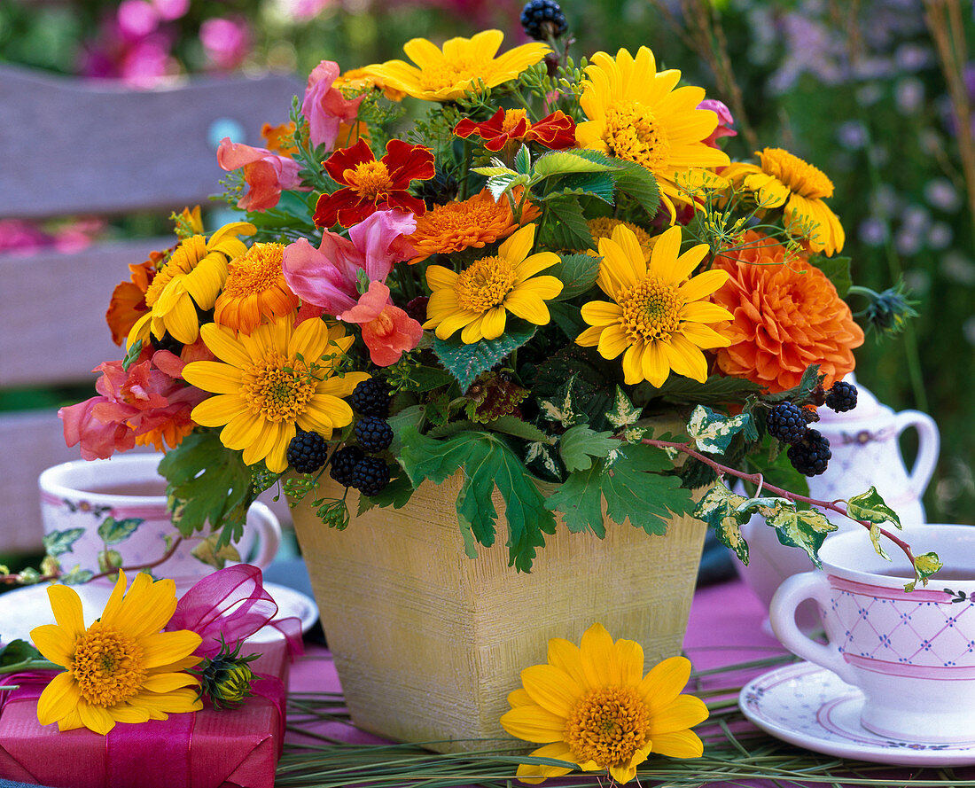 Helianthus 'Capenoch Star' (Sunflowers)