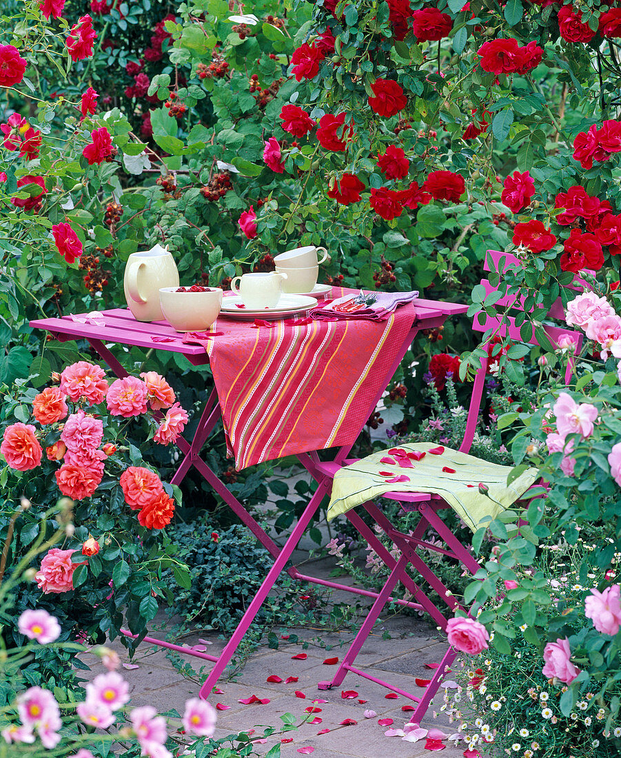 Pink 'Flame Dance', 'Mary Rose'