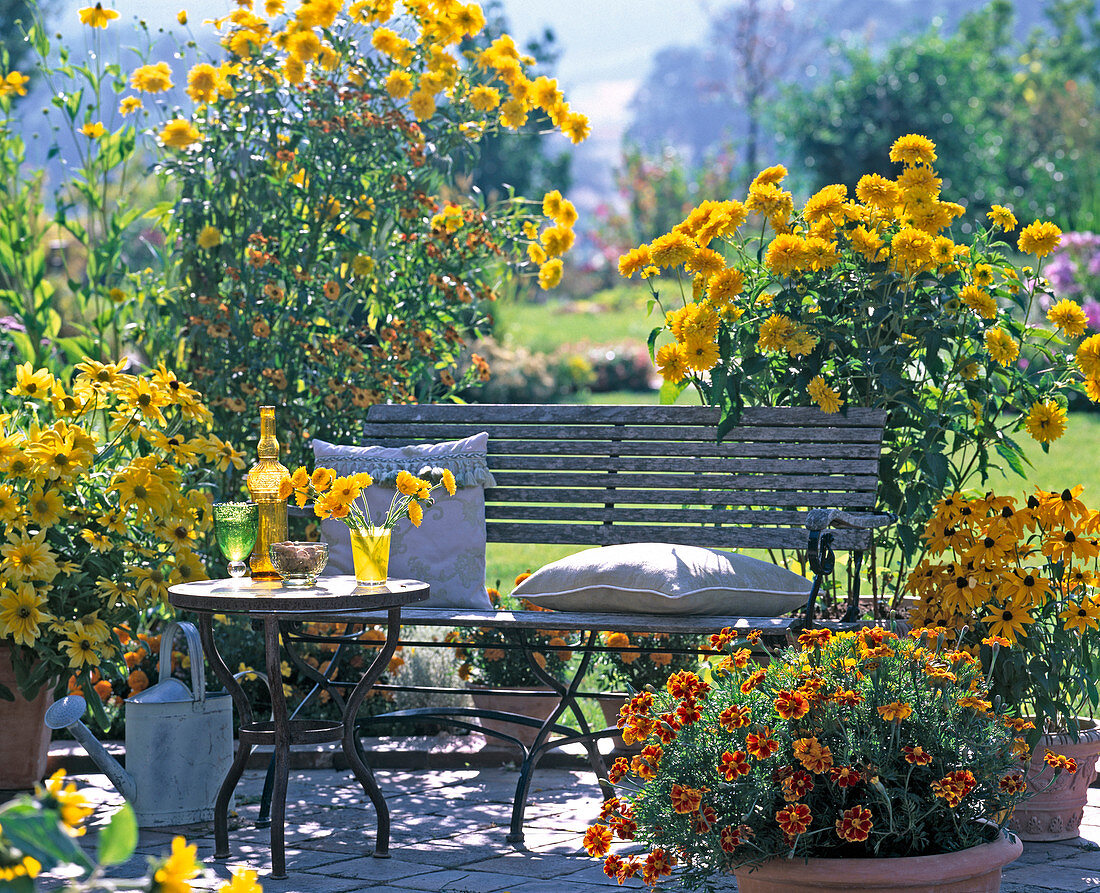 Tagetes (Marigolds