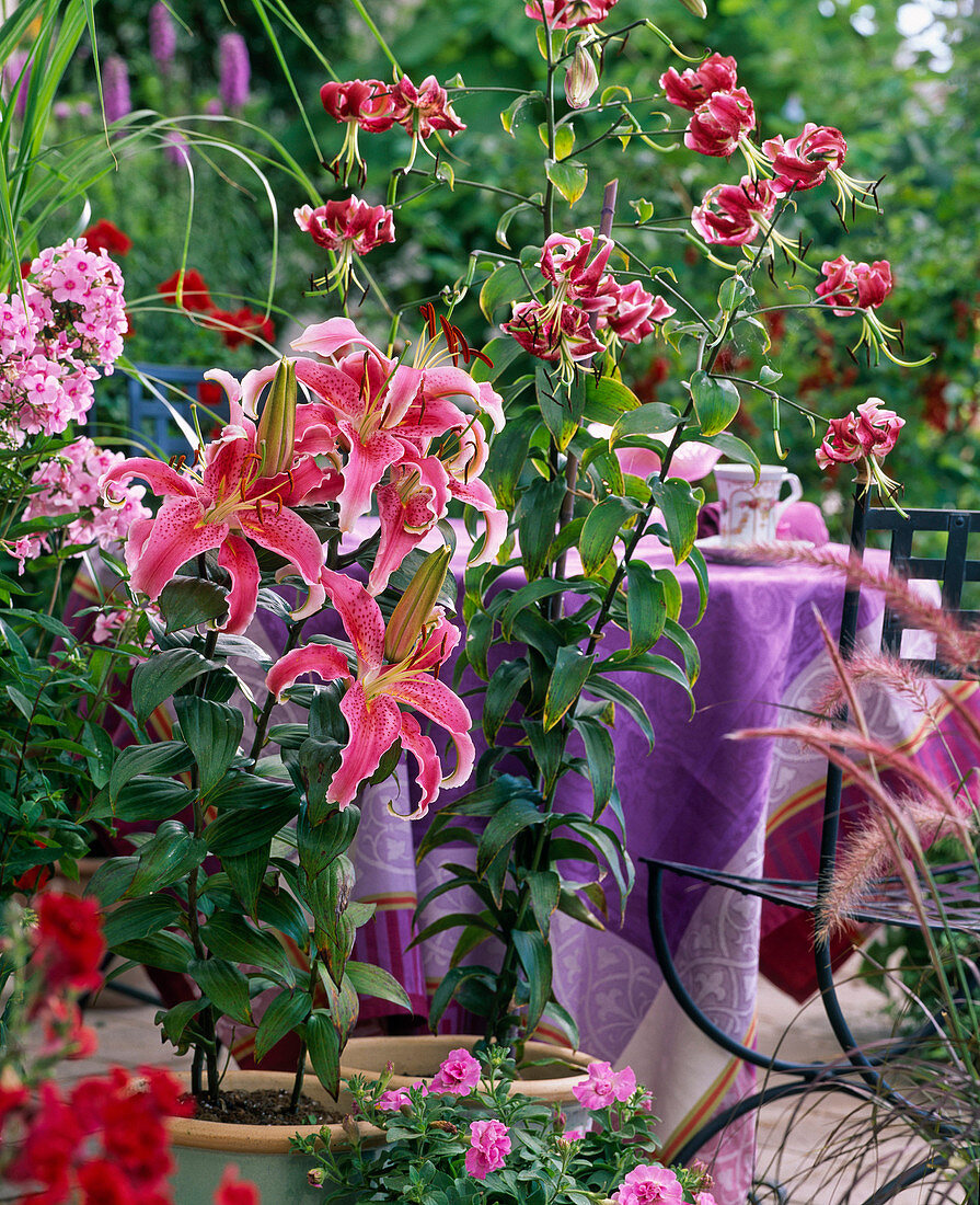 Lilium 'Stargazer' - 'Black Beauty' (Strasser) / Lilien