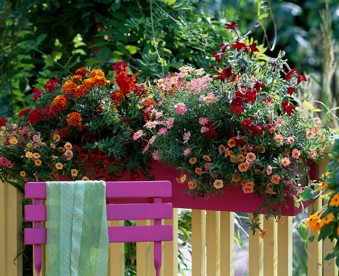 Calibrachoa 'Celebration Fire' (Magic Bells)