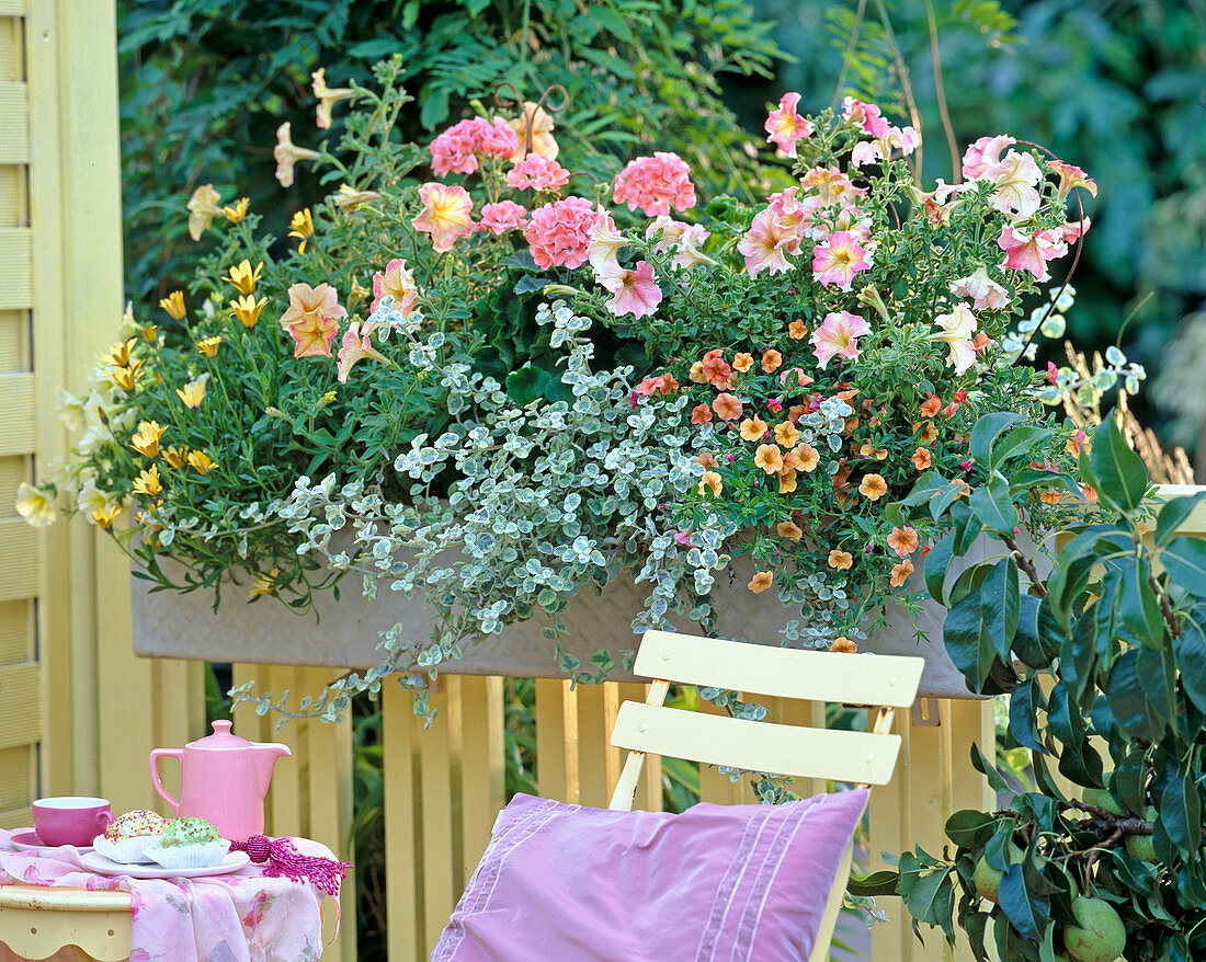 Petunia 'Flambe Salmon' (Petunia)