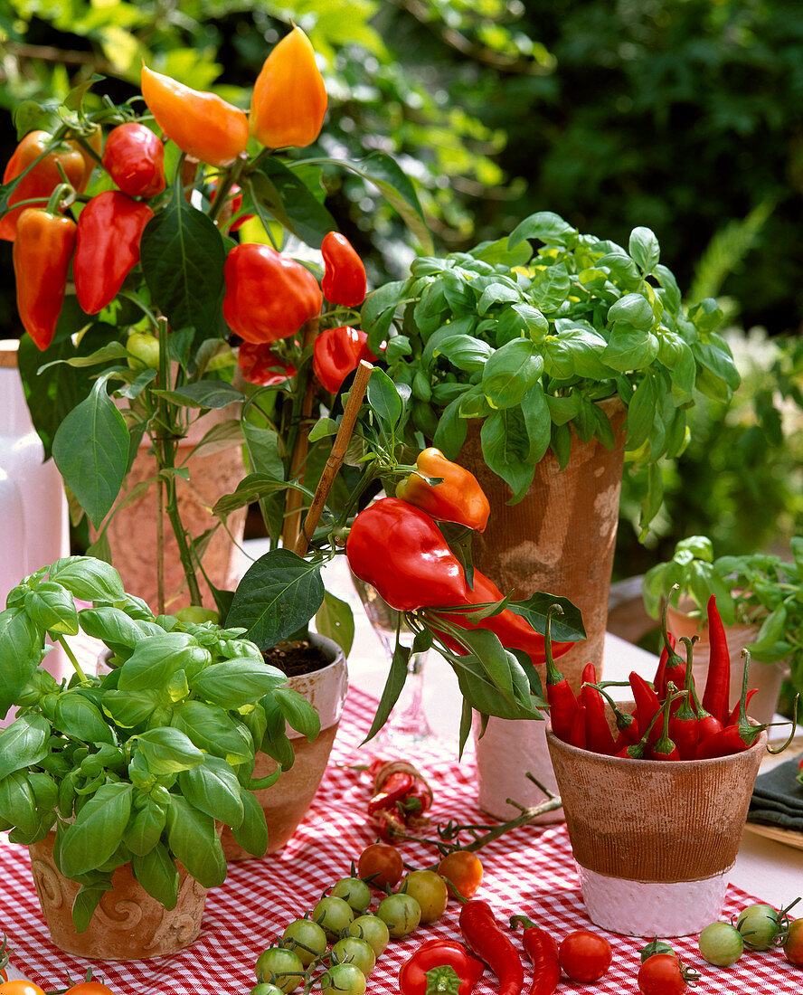 Capsicum (peppers and hot peppers)