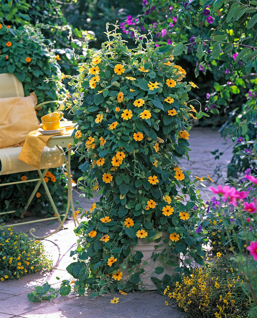 Thunbergia alata (Black-eyed Susanne)