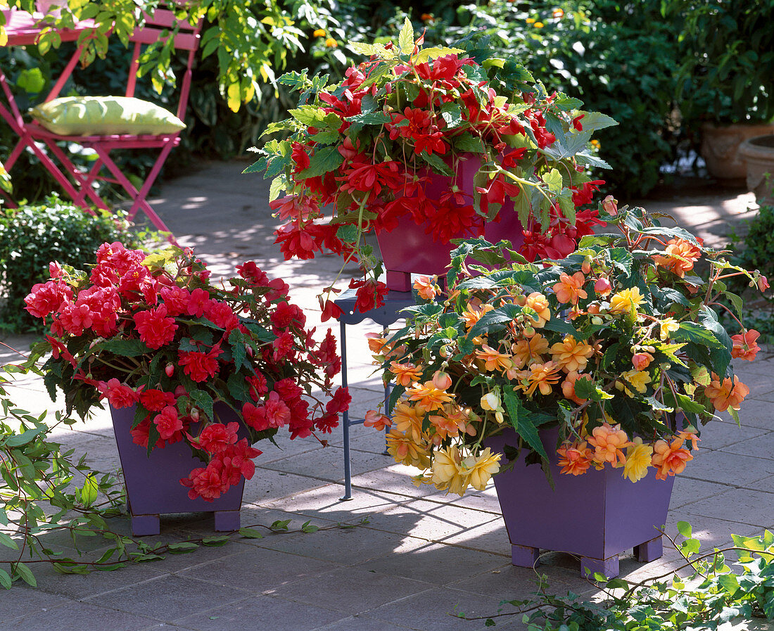 Begonia 'Illumination' (garland begonia) pink, apricot, golden yellow