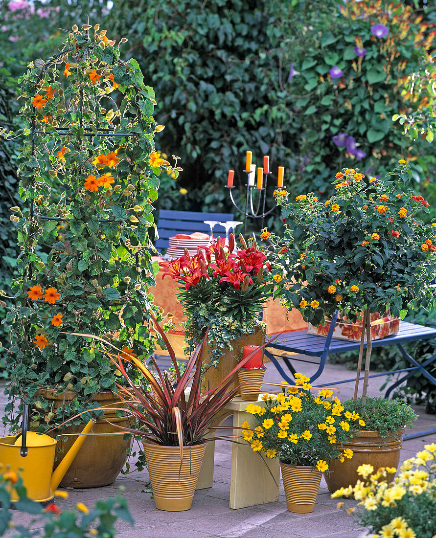 Thunbergia gregorii (orange susans)