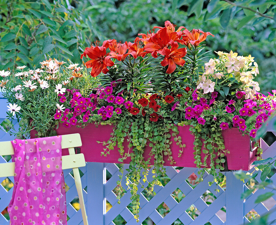 Lilium 'Matrix' (lily), Nicotiana 'Tuxedo Peach' (ornamental tobacco)