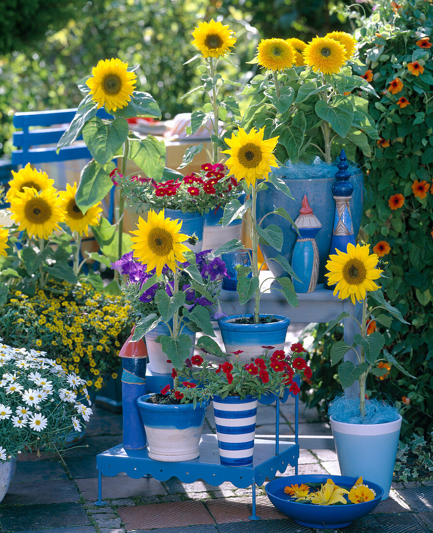 Helianthus (sunflower), Petunia (Petunia)