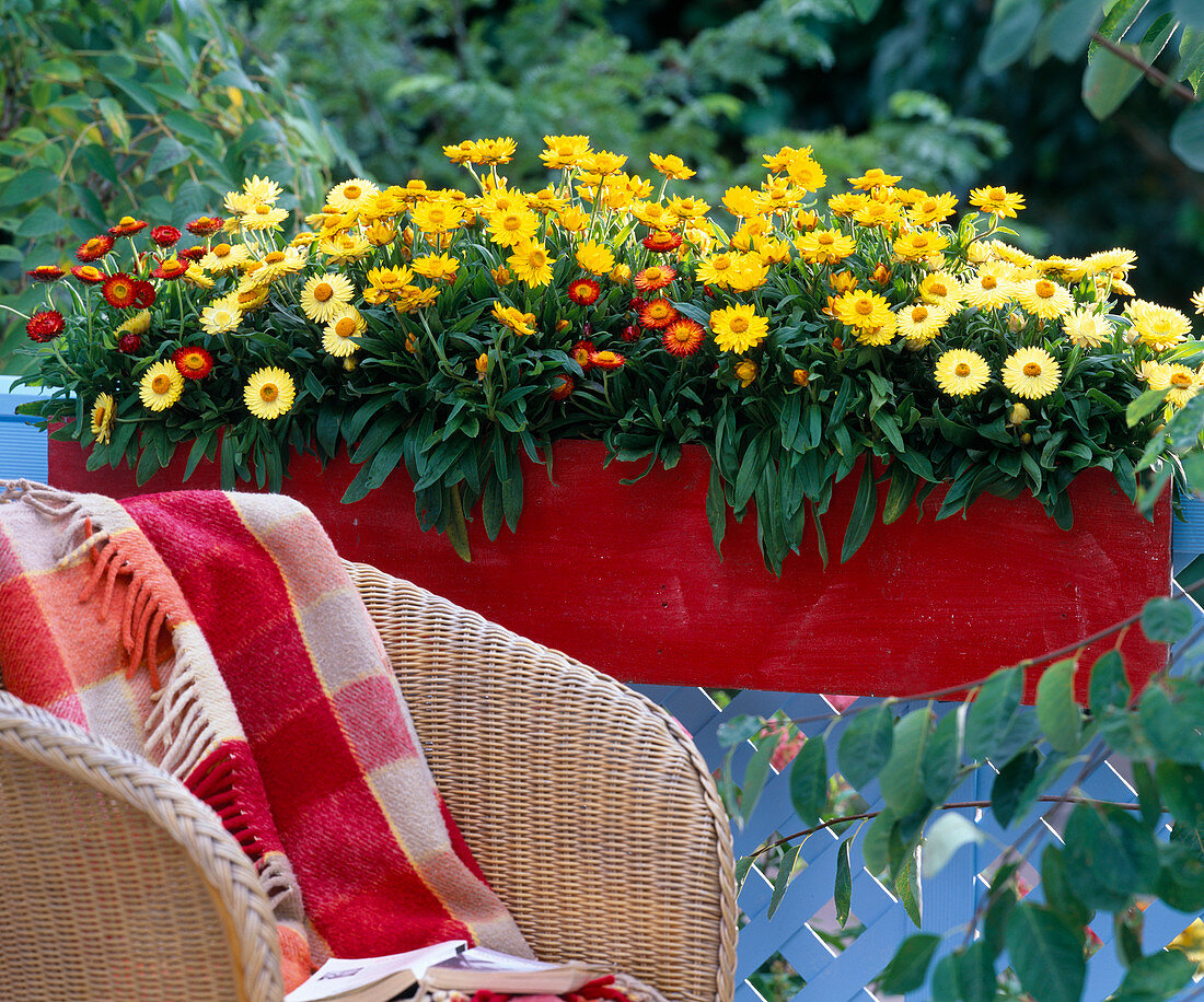 Helichrysum sundaze 'Bronze', 'Gold', 'Red' (Strawflowers)