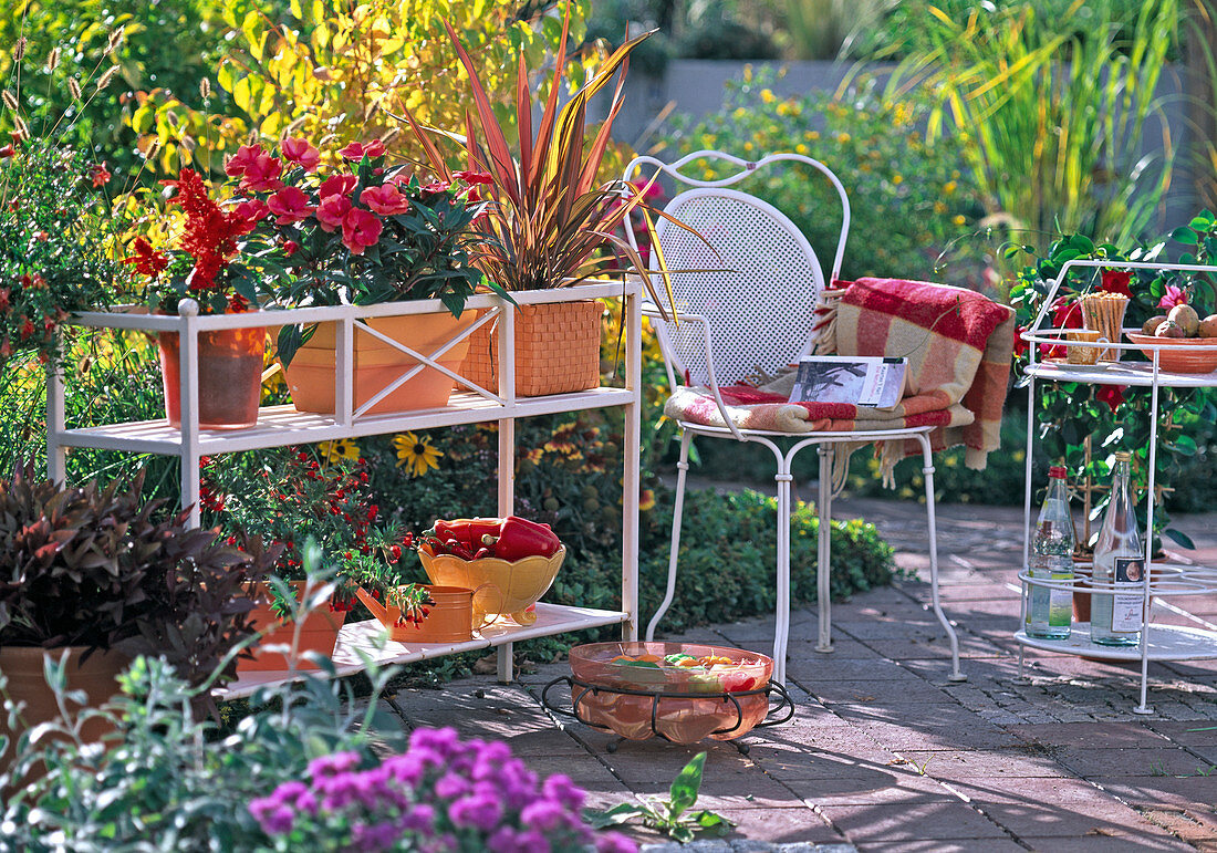 Flowerbed with Impatiens paradise 'Orchilia' (sweet lily)