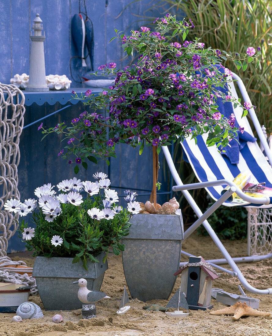 Solanum (gentian tree), Osteospermum (cap basket)