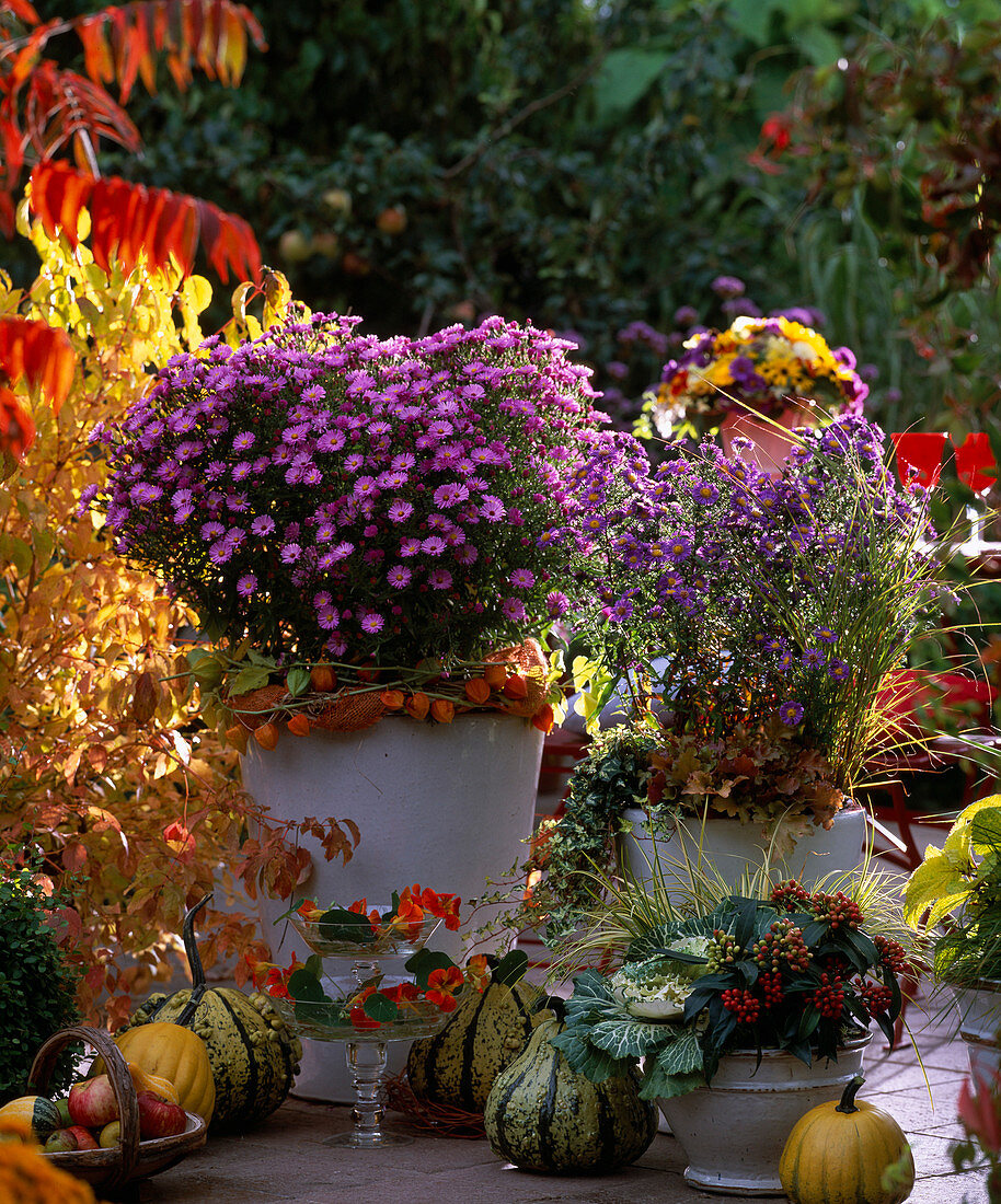 Aster (autumn asters), Skimmia reevesiana (fruit cimmia), Brassica (ornamental cabbage), Cucurbita (pumpkins), Malus (apples)