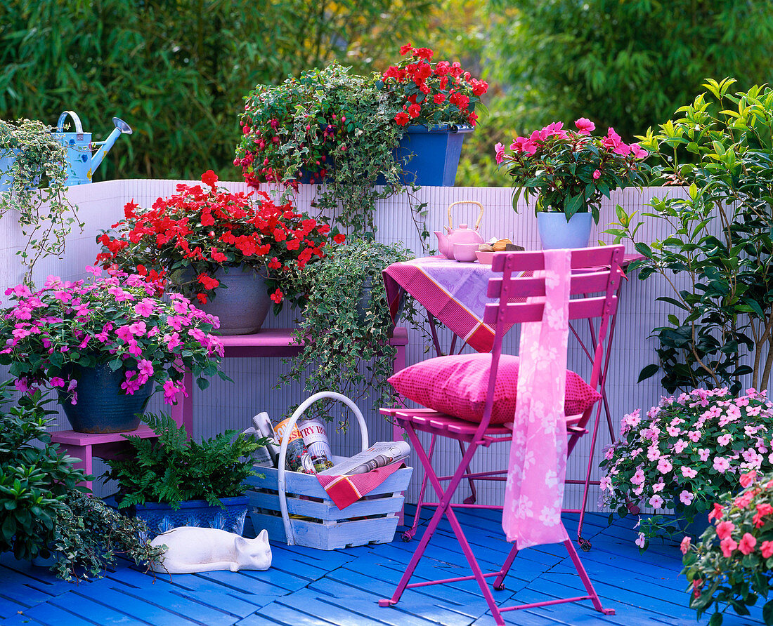 Impatiens (Fleissiges Lieschen) in red, pink, pink