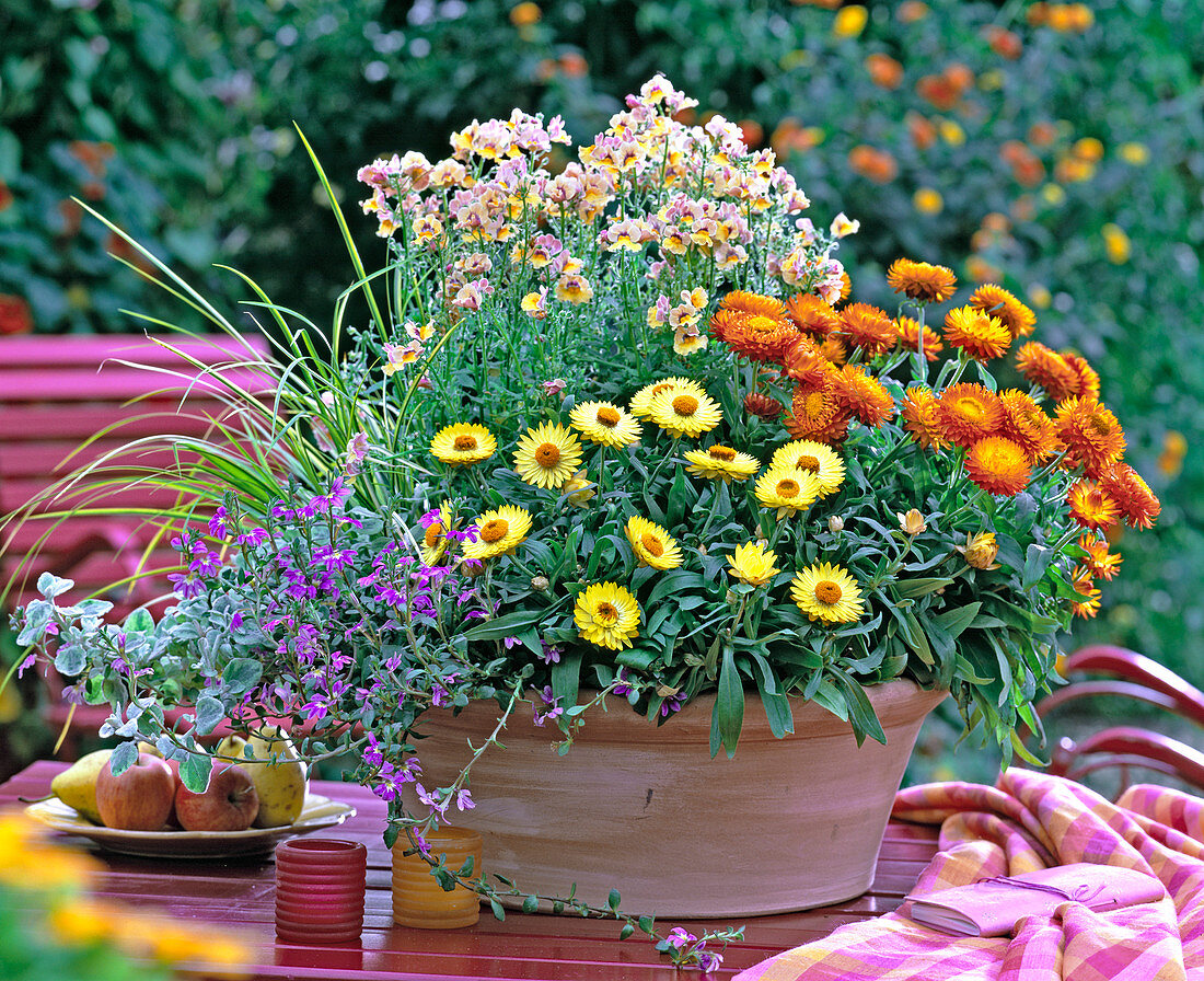 Helichrysum Sundaze 'Lemon', 'Bronce' (Strawflower)