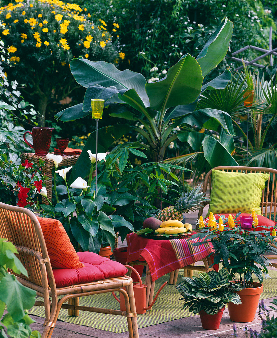 Musa ensete (ornamental banana), Zantedeschia (arum lily)