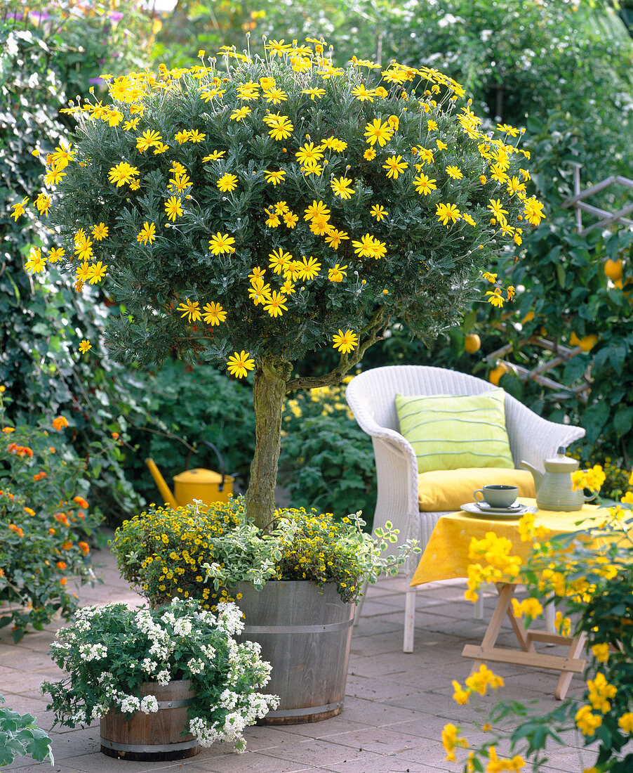 Euryops (daisies), Verbena 'White' (verbena)